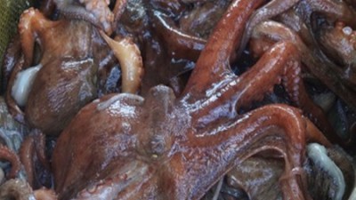 놓치면 후회! 🐙 문어1kg비품 초특가 후기 & 활용꿀팁
